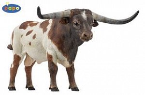 Býk Longhorn