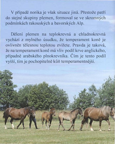 Náhled Slezský norický kůň - Chov ve Slezsku a na Františkově Dvoře v Klokočově