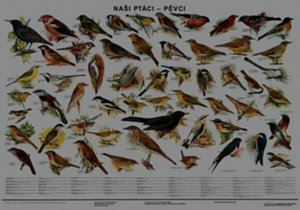 Plakát - Naši ptáci - pěvci
