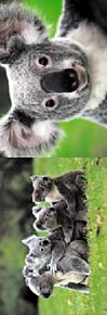 Magnetická záložka - Koala