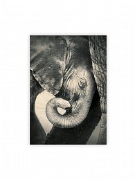 Obraz dřevěný: Little Elephant (340x485)