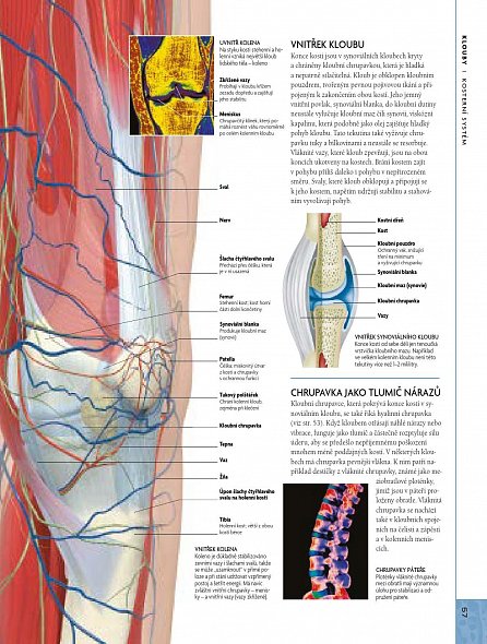 Náhled Lidské tělo - Ilustrovaný průvodce jeho strukturou, fungováním a poruchami