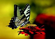 pohlednice 3D motýl červený květ