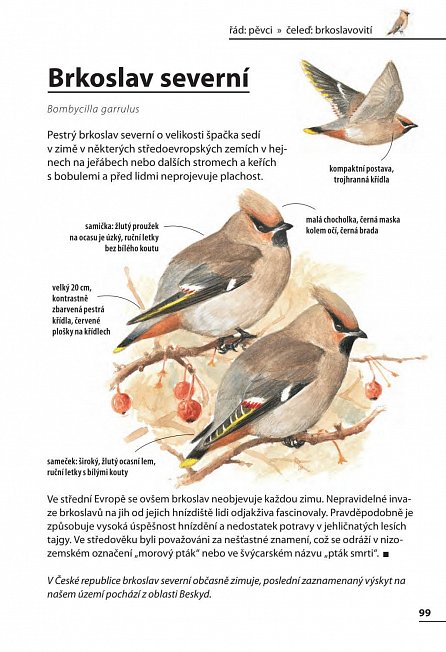 Náhled Ptáci - Rozpoznejte snadno 100 druhů