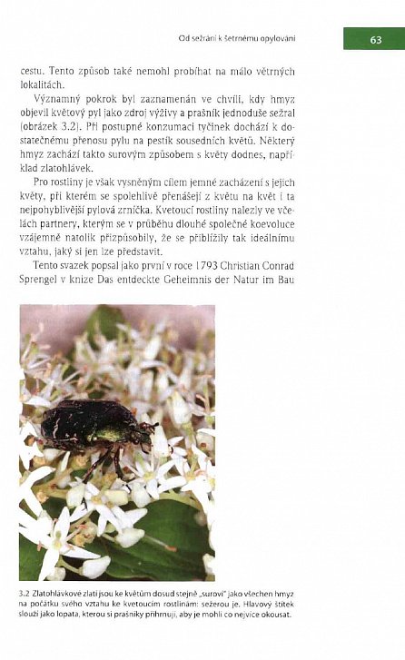 Náhled Fenomenální včely - Biologie včelstva jako superorganizmu, 3.  vydání