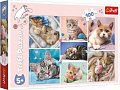 Trefl Puzzle V kočičím světě/100 dílků