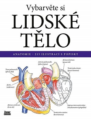 Vybarvěte si LIDSKÉ TĚLO / Anatomie - 215 ilustrací s popisky