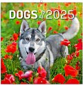 Kalendář 2025 poznámkový: Psi, 30 × 30 cm