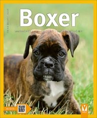 Boxer - Jak na to