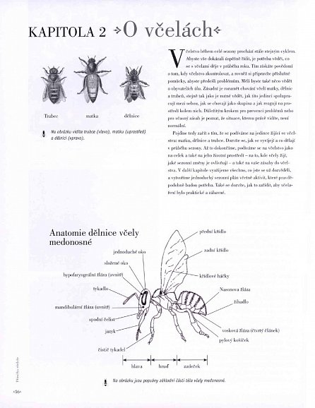 Náhled Příručka včelaře - Návod na pěstování včel na dvoře, za domem, na střeše či na zahradě