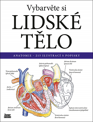 Vybarvěte si LIDSKÉ TĚLO / Anatomie - 215 ilustrací s popisky