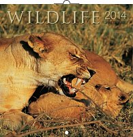 Kalendář 2014 - Wildlife Jakub Kasl - nástěnný poznámkový (ANG, NĚM, FRA, ITA, ŠPA, HOL)