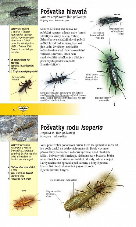 Náhled Hmyz - Nový průvodce přírodou, 1.  vydání