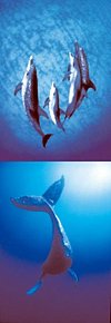 Magnetická záložka - Velryba a delfíni