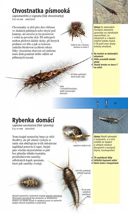 Náhled Hmyz - Nový průvodce přírodou, 1.  vydání