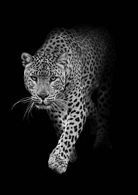 Pohlednice černobílý leopard 3D