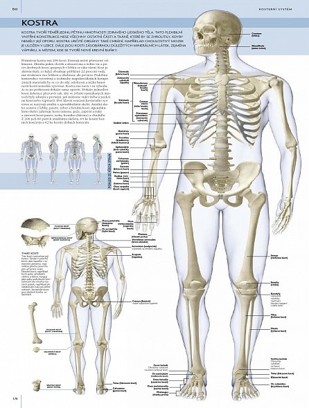 Náhled Lidské tělo - Ilustrovaný průvodce jeho strukturou, fungováním a poruchami