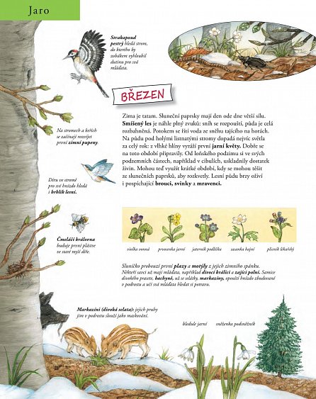 Náhled Hurá do lesa: Zvířata a rostliny v průběhu roku
