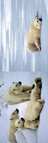Magnetická záložka - Medvědí život (lední medvědi)