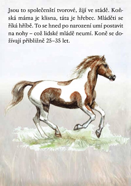 Náhled Koně