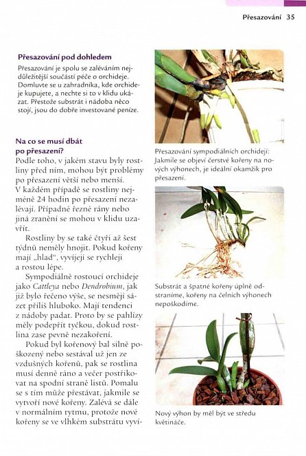 Náhled Orchideje – Výběr a pěstování nejlepších druhů