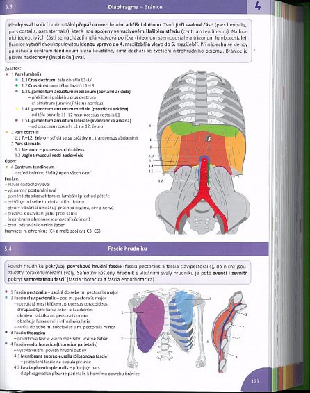 Náhled Memorix anatomie, 3.  vydání