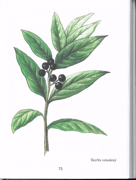 Náhled Herbář léčivých rostlin 5 (T - Ž)