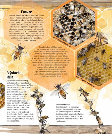 Náhled Velká kniha včelaření