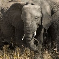 Pohlednice 3D čtverec movie slon