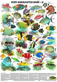 Plakát - Ryby korálových moří 2. díl
