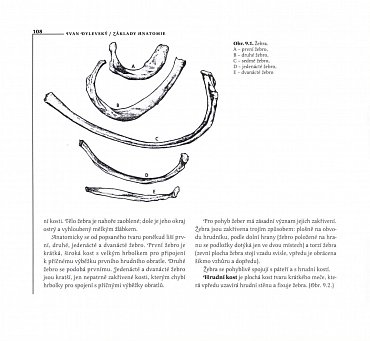 Náhled Základy anatomie, 2.  vydání