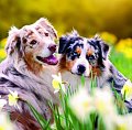 Kalendář 2026 - Dogs - se samolepkami
