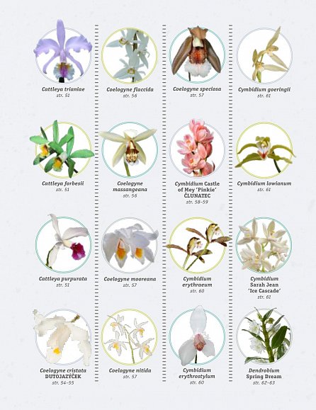 Náhled Zdravé orchideje