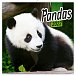Kalendář 2022 poznámkový: Pandy, 30 × 30 cm