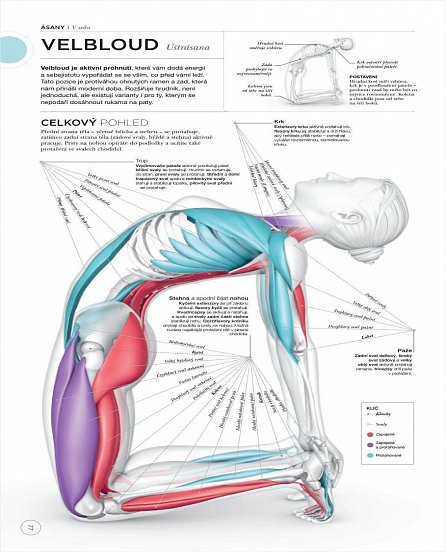 Náhled Jóga z pohledu anatomie