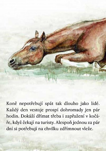 Náhled Koně