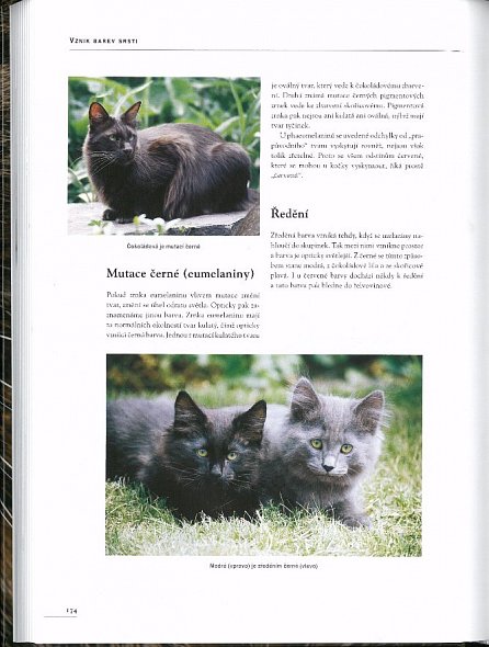 Náhled Kočky - Velký atlas plemen