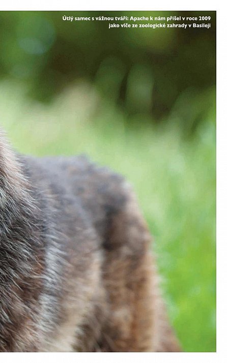 Náhled Vlk-Pes-Člověk: Příběh tisíciletého vztahu