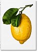 The Gourmand's Lemon. A Collection of Stories and Recipes