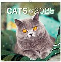 Kalendář 2025 poznámkový: Kočky, 30 × 30 cm