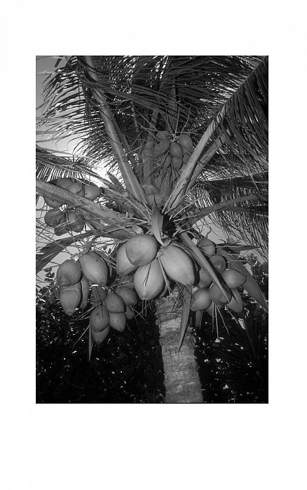 Náhled Léčebná síla kokosu