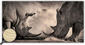 Obraz dřevěný: Rhinos, 605x315