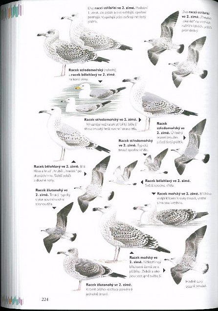 Náhled Příručka k určování ptáků se zaměřením na podrobný popis snadno zaměnitelných druhů