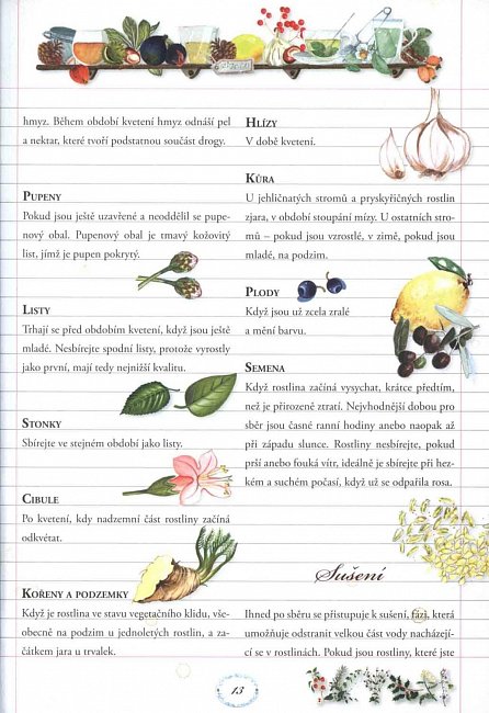 Náhled Encyklopedie bylin - jejich charakteristika a využití léčivých, vyživových, vonných a kosmetických vlastností