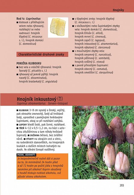 Náhled Určujeme houby - 340 druhů středoevropských hub