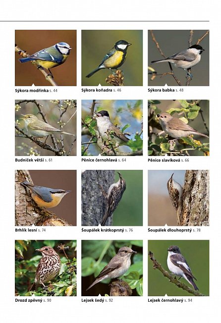 Náhled Poznáte ptáky našich zahrad? - Pozorujte a určujte celkem 100 druhů ptáků