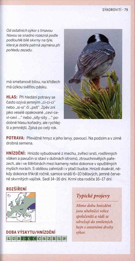 Náhled Ptáci z naší zahrady - Pozorování a určování nejčastějších ptačích obyvatel zahrad a parků