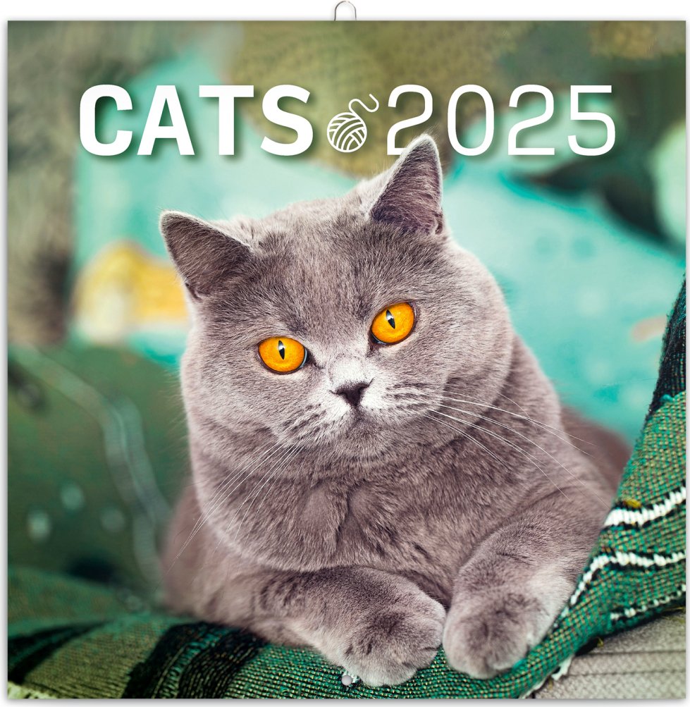 Levně Poznámkový kalendář Kočky 2025, 30 × 30 cm