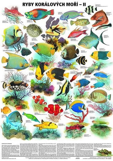 Levně Plakát - Ryby korálových moří 2. díl