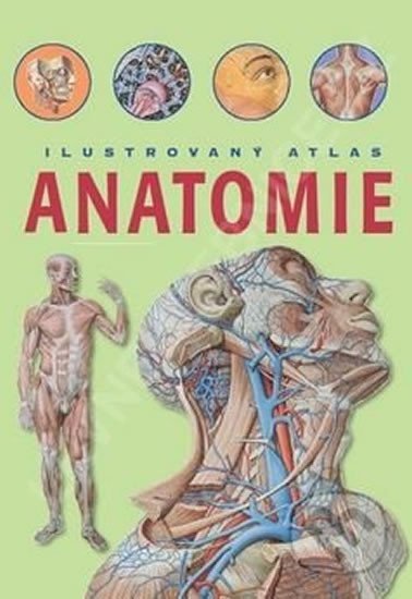 Levně Anatomie Ilustrovaný atlas - kolektiv autorů